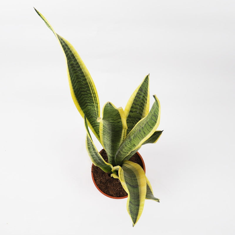 Snake Plant & Pot