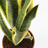 Snake Plant & Pot