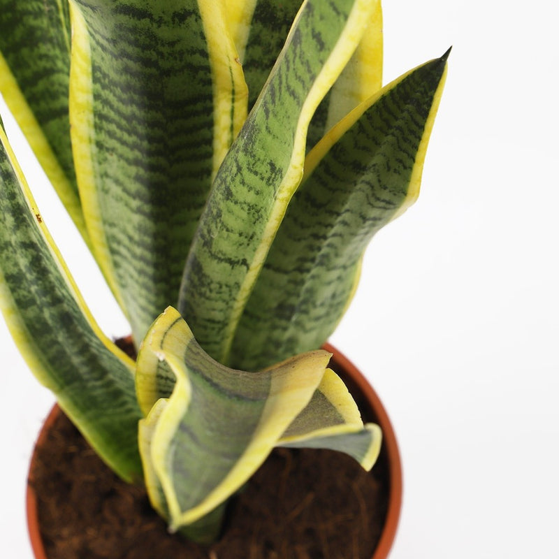 Snake Plant & Pot