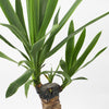 Large Yucca Plant