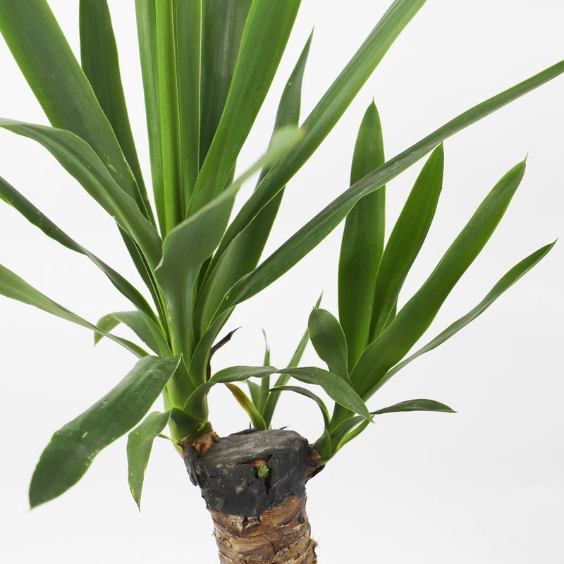Large Yucca Plant