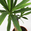 Large Yucca Plant