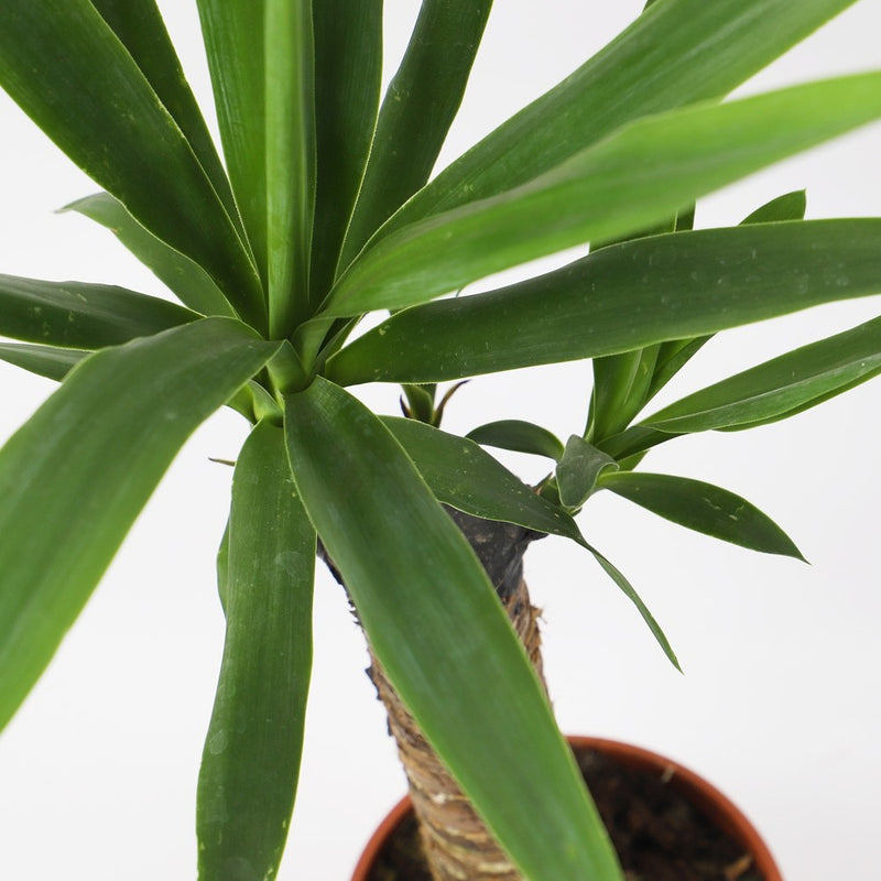 Large Yucca Plant