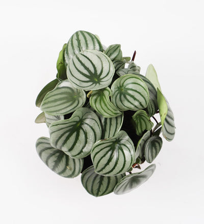 Watermelon Peperomia