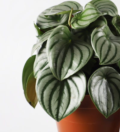 Watermelon Peperomia