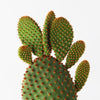Bunny Ear Cactus
