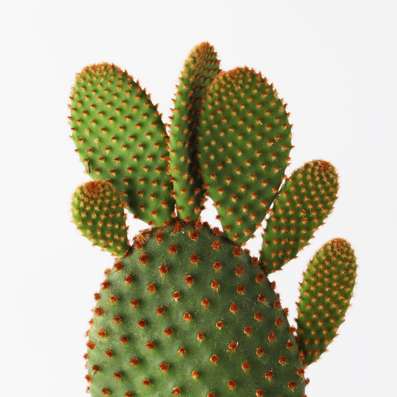 Bunny Ear Cactus