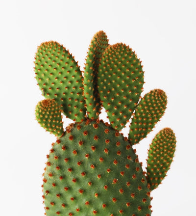 Bunny Ear Cactus