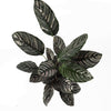 Calathea Sanderiana