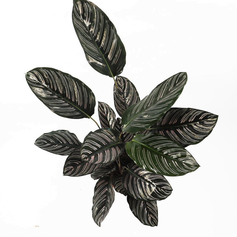 Calathea Sanderiana