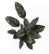 Calathea Sanderiana