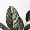 Calathea Sanderiana