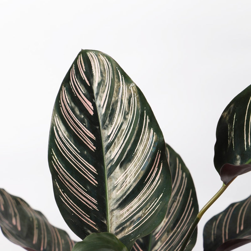 Calathea Sanderiana