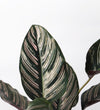 Calathea Sanderiana
