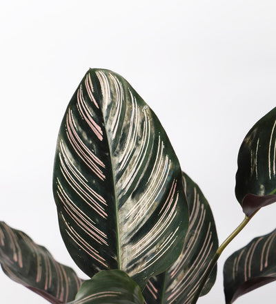 Calathea Sanderiana