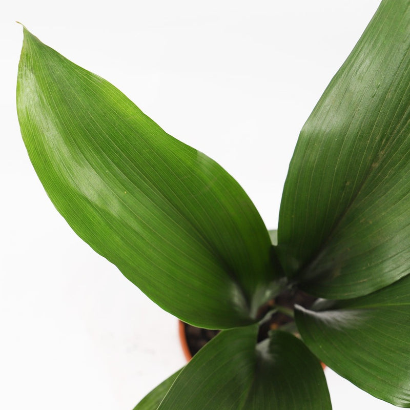 Aspidistra