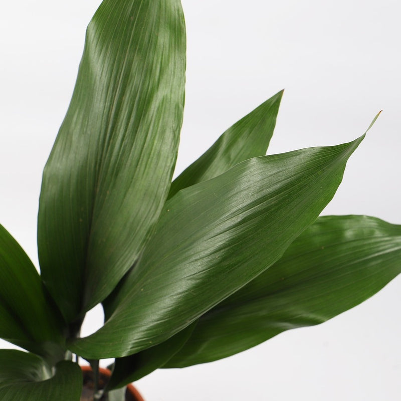 Aspidistra