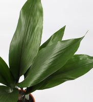 Aspidistra