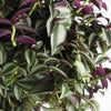 Tradescantia Purpusii