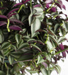 Tradescantia Purpusii