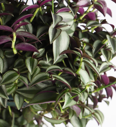 Tradescantia Purpusii