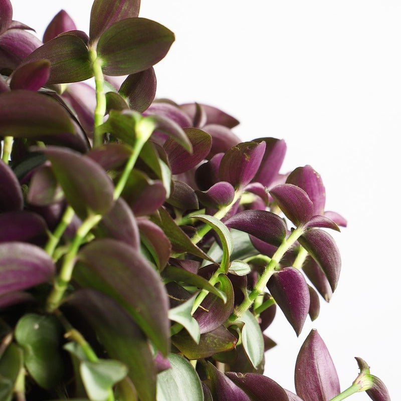 Tradescantia Purpusii