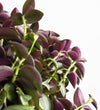 Tradescantia Purpusii
