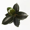 Rubber Plant