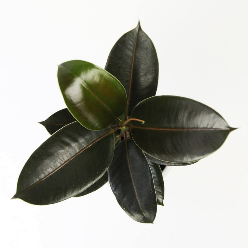 Rubber Plant