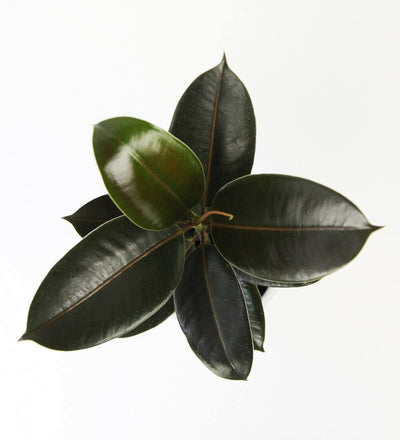 Rubber Plant