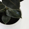 Rubber Plant