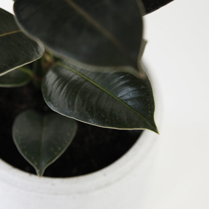 Rubber Plant