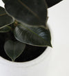 Rubber Plant