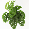 Swiss Cheese Obliqua
