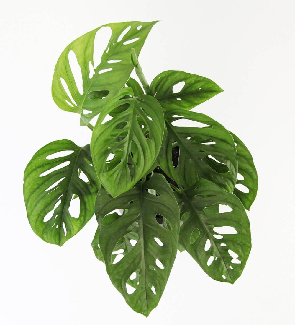Swiss Cheese Obliqua