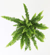 Boston Fern