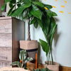 Money Tree