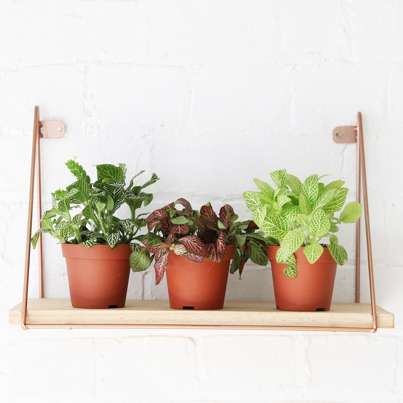 Nerve Plant trio & Pots