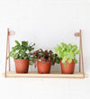 Nerve Plant trio & Pots