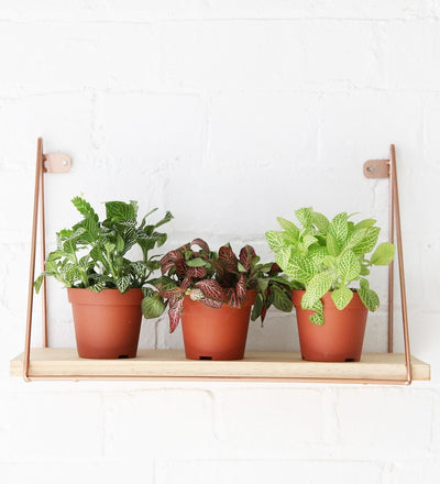 Nerve Plant trio & Pots