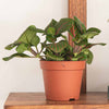 Nerve Plant trio & Pots