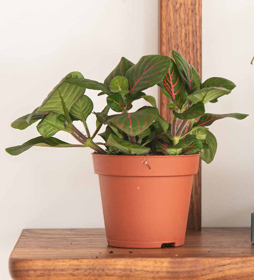 Nerve Plant trio & Pots