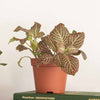 Nerve Plant trio & Pots