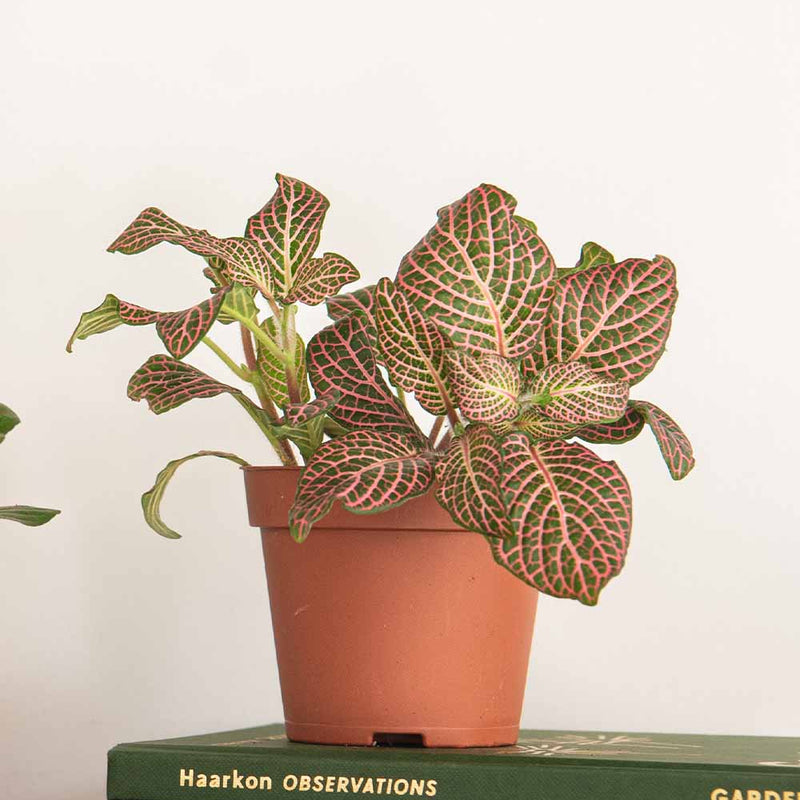 Nerve Plant trio & Pots