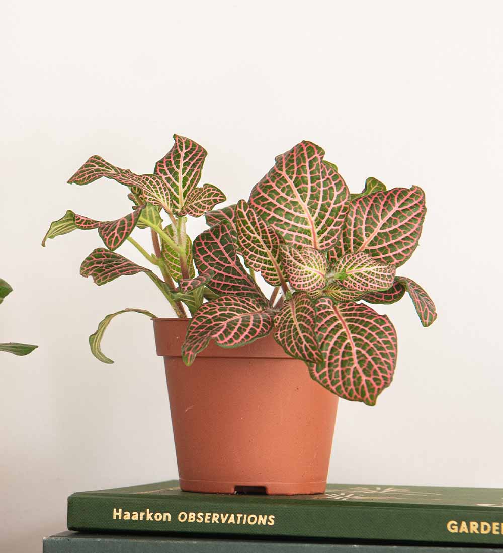 Nerve Plant trio & Pots