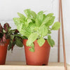 Nerve Plant trio & Pots
