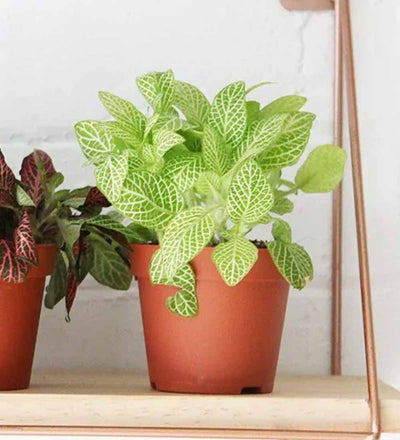 Nerve Plant trio & Pots