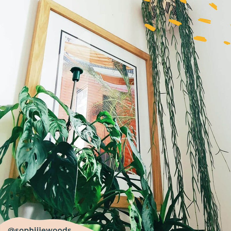 Swiss Cheese Obliqua