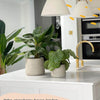 Calathea Orbifolia